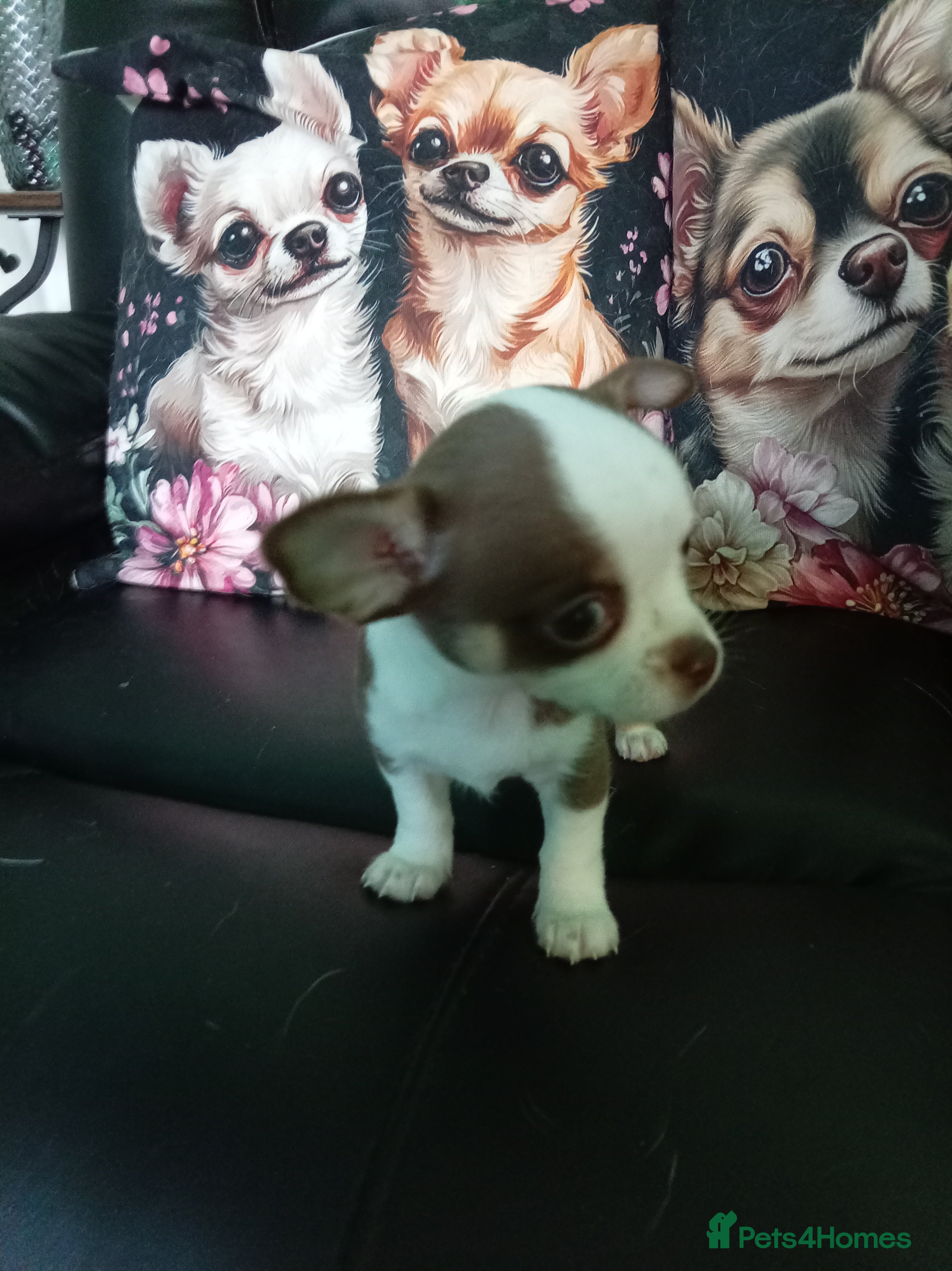 Chihuahua dogs Chihuahua puppies born 11/12/25 - Advert 5