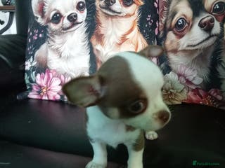 Chihuahua dogs Chihuahua puppies born 11/12/25 - Advert 5