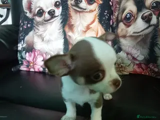 Chihuahua dogs Chihuahua puppies both reserved now - Advert 16
