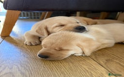 Labrador Retriever dogs for sale: 1 black boy left! ready to leave! Perfect labs! - Image 22