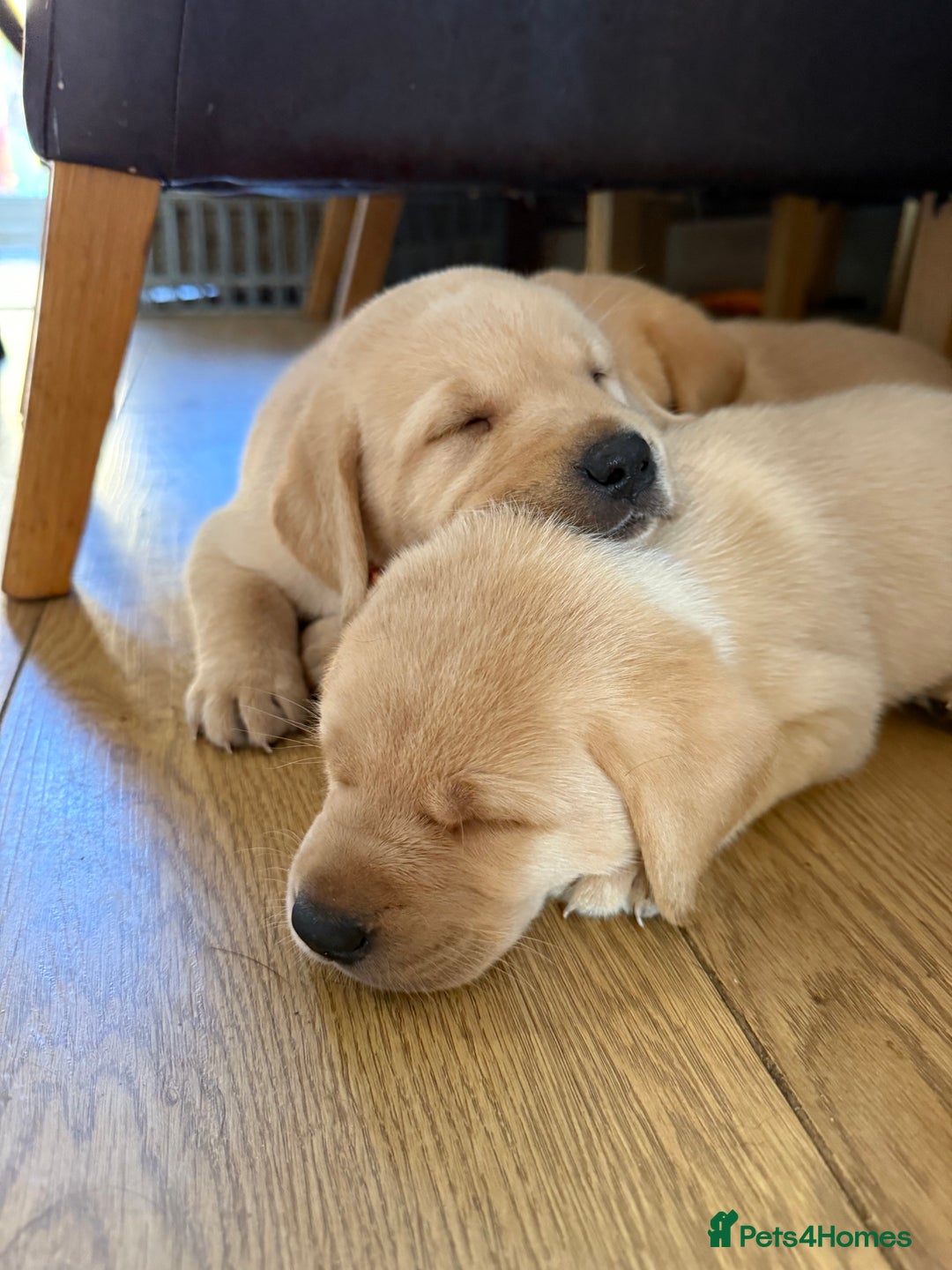 Labrador Retriever dogs for sale: 1 black boy left! ready to leave! Perfect labs! - Image 22