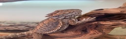 Bearded Dragon reptiles for sale: Beard dragon - Advert 3