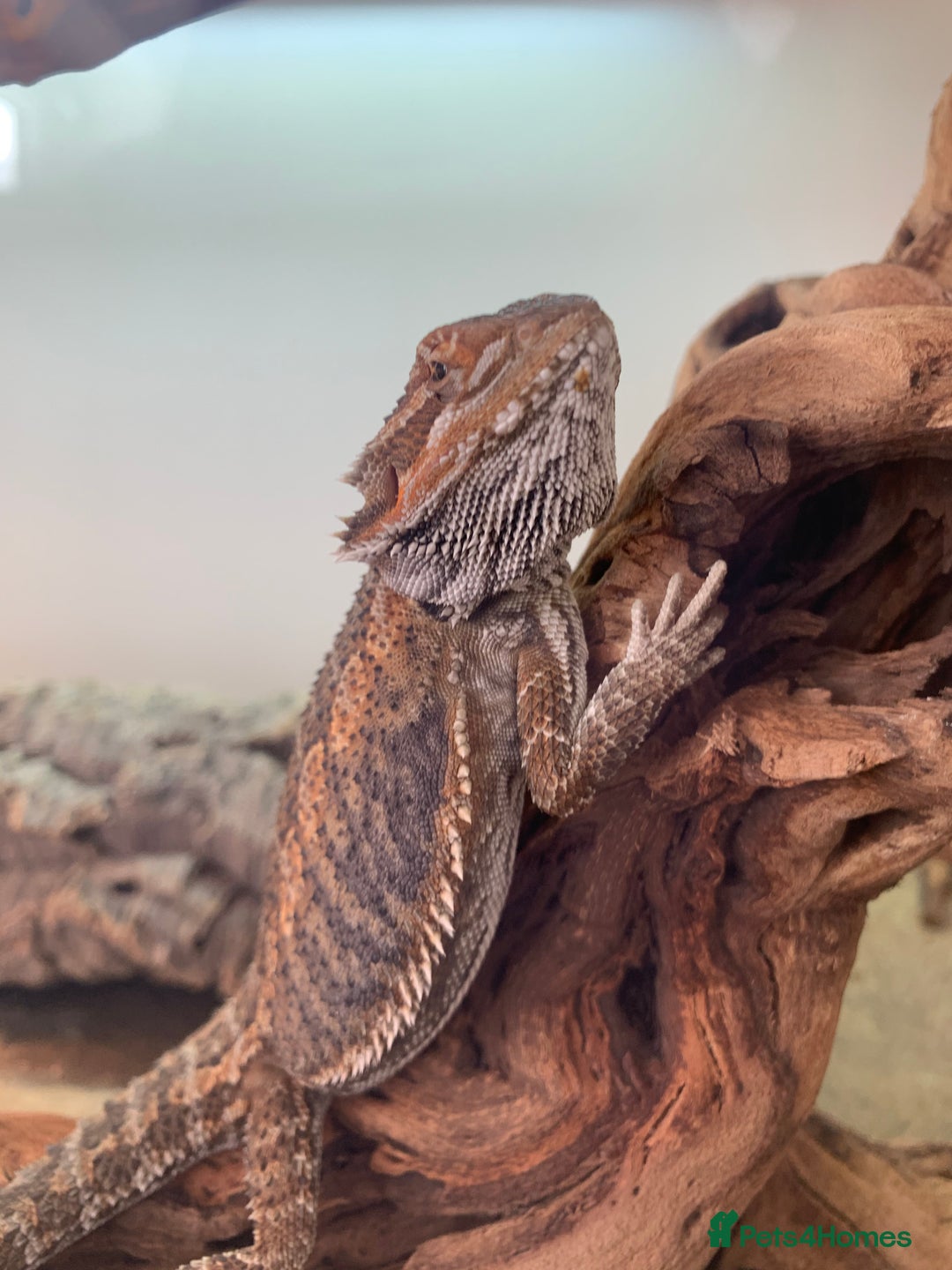 Bearded Dragon reptiles for sale: Beard dragon - Image 3