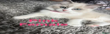 Pink Ragdoll