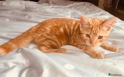 British Shorthair cats for sale: FEMALE GINGER KITTEN For Sale - Image 5