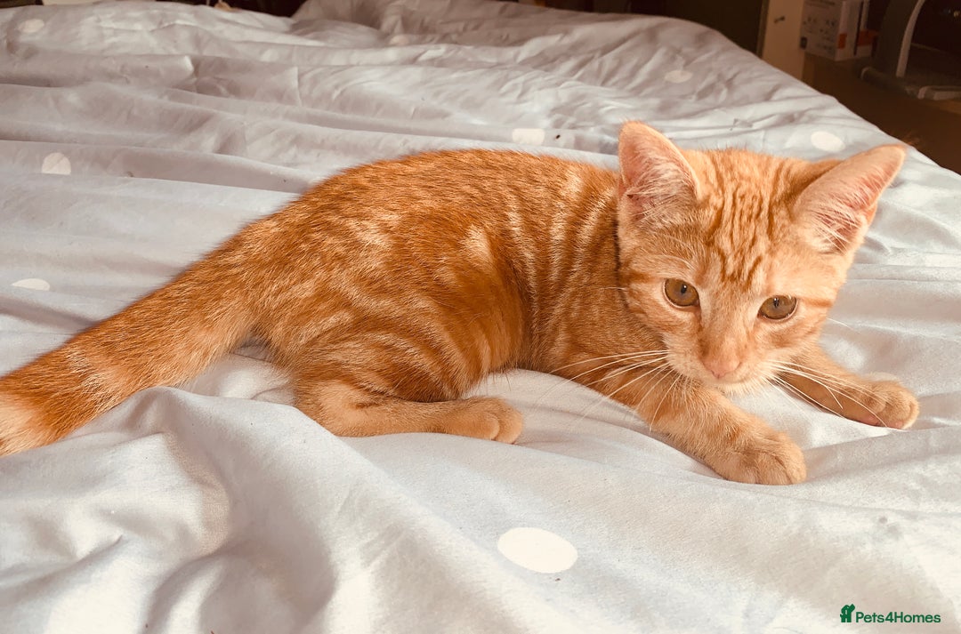 British Shorthair cats for sale: FEMALE GINGER KITTEN For Sale - Image 5