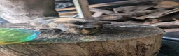 Guinea Pig rodents for sale: Guinea pigs - Advert 2
