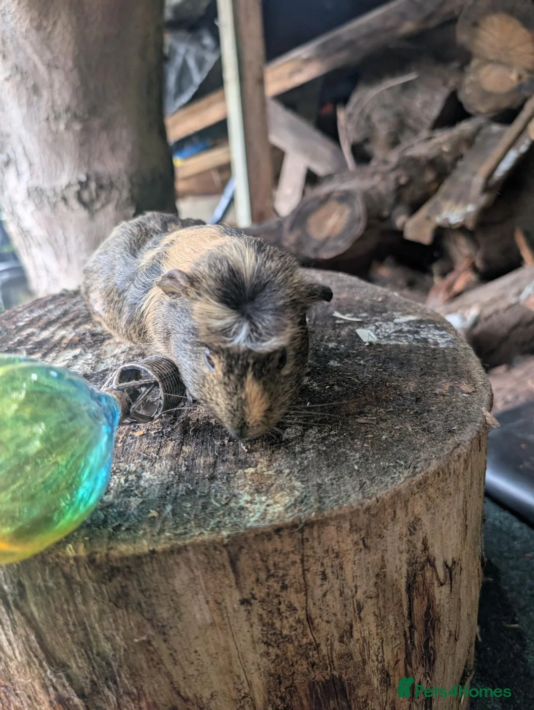 Guinea Pig rodents for sale: Guinea pigs - Advert 2