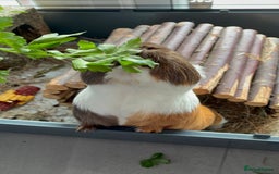 Guinea Pig rodents for sale: Male single Guinea Pig  - Advert 9