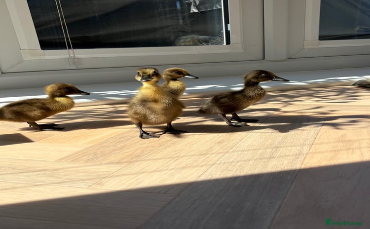 Ducks poultry in Chorley - Advert 13