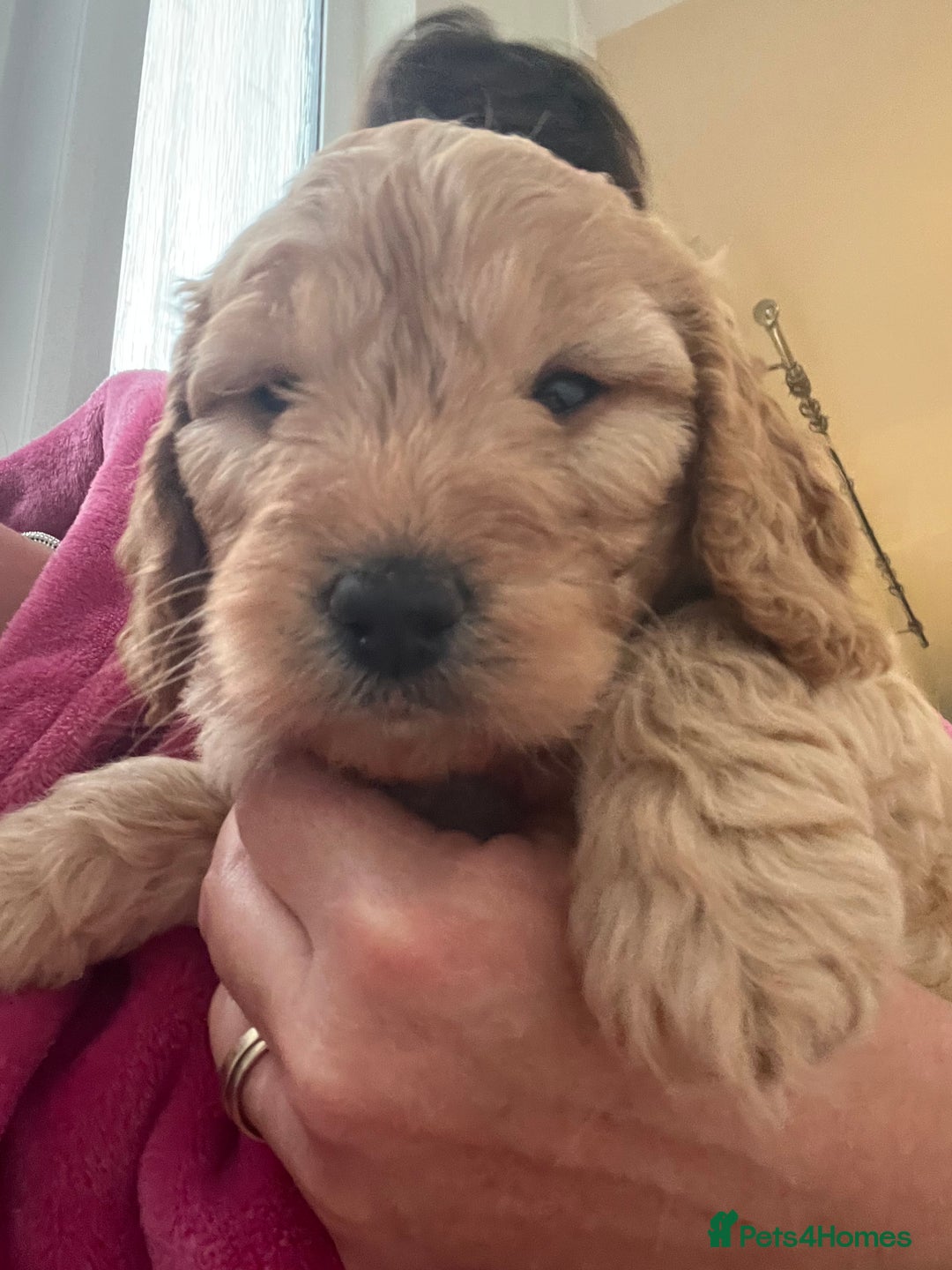 Cockapoo dogs for sale: Adorable beautiful f1 cockerpoo pups - Advert 4
