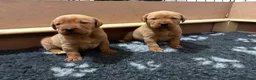 Labrador Retriever dogs for sale: Fox Red Labrador Retriever  - Advert 6