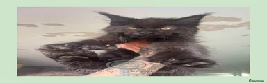Maine Coon Kitten 2