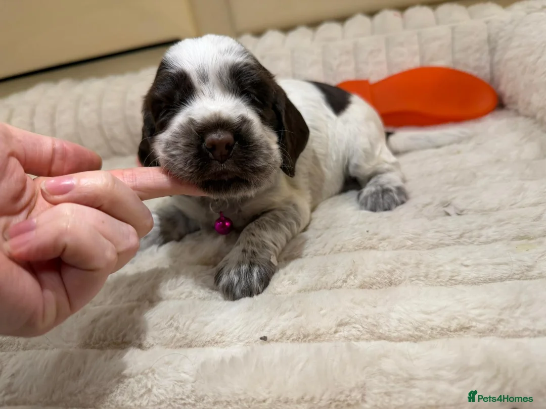 Cocker Spaniel dogs for sale: ⭐️ Show Type Cocker Spaniel Puppies ⭐️ - Advert 11