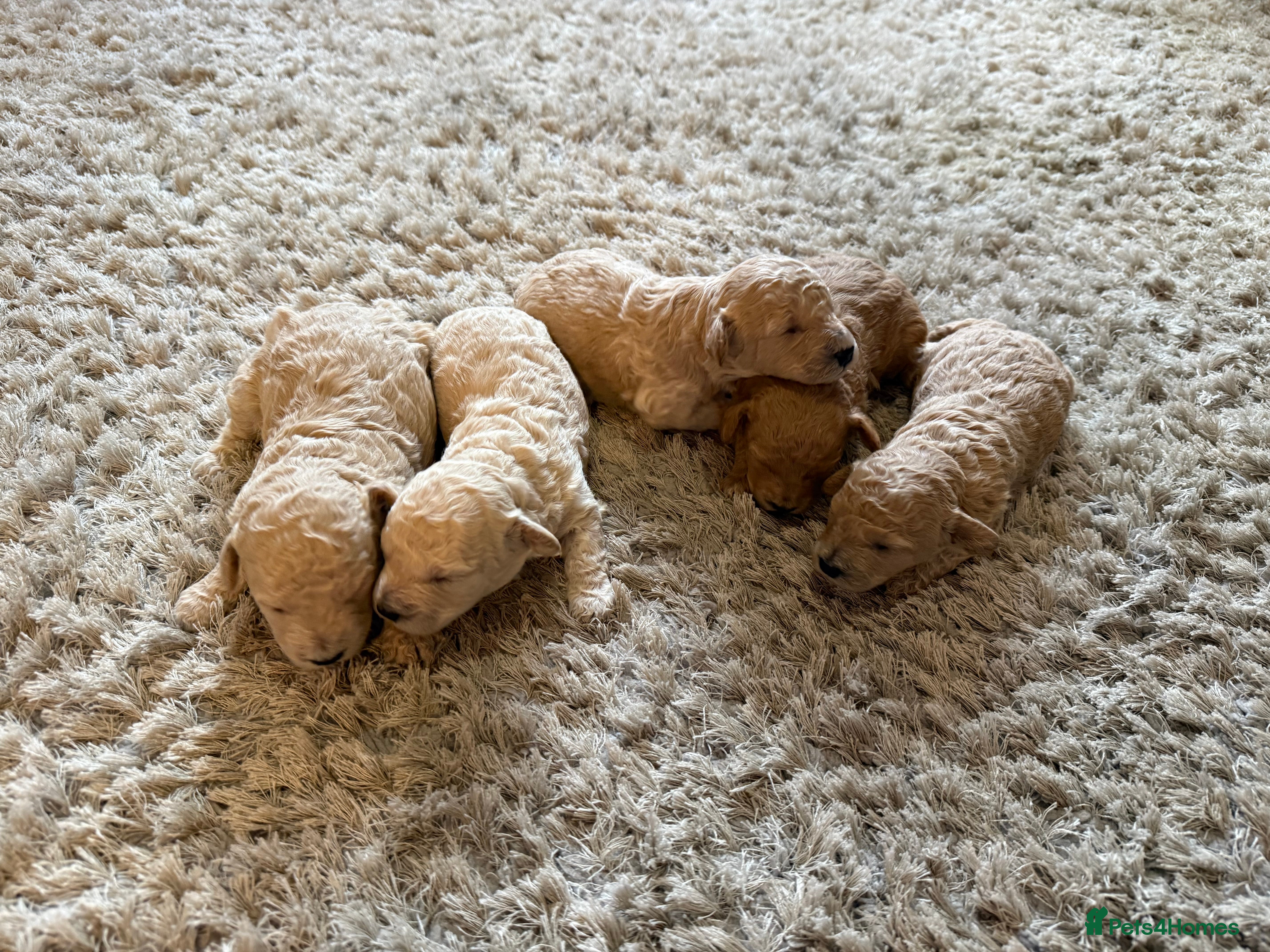 Maltipoo dogs Real life teddy bears 🧸  - Advert 16