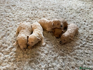 Maltipoo dogs Real life teddy bears 🧸 - Advert 3