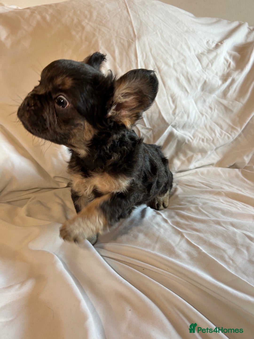 French Bulldog dogs for sale: Stunning fluffy Frenchies ready to leave now  - Advert 11