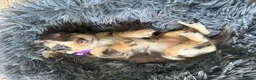 Dachshund dogs for sale: 🐾Beautiful Dachshund Puppies🐾 - Advert 10