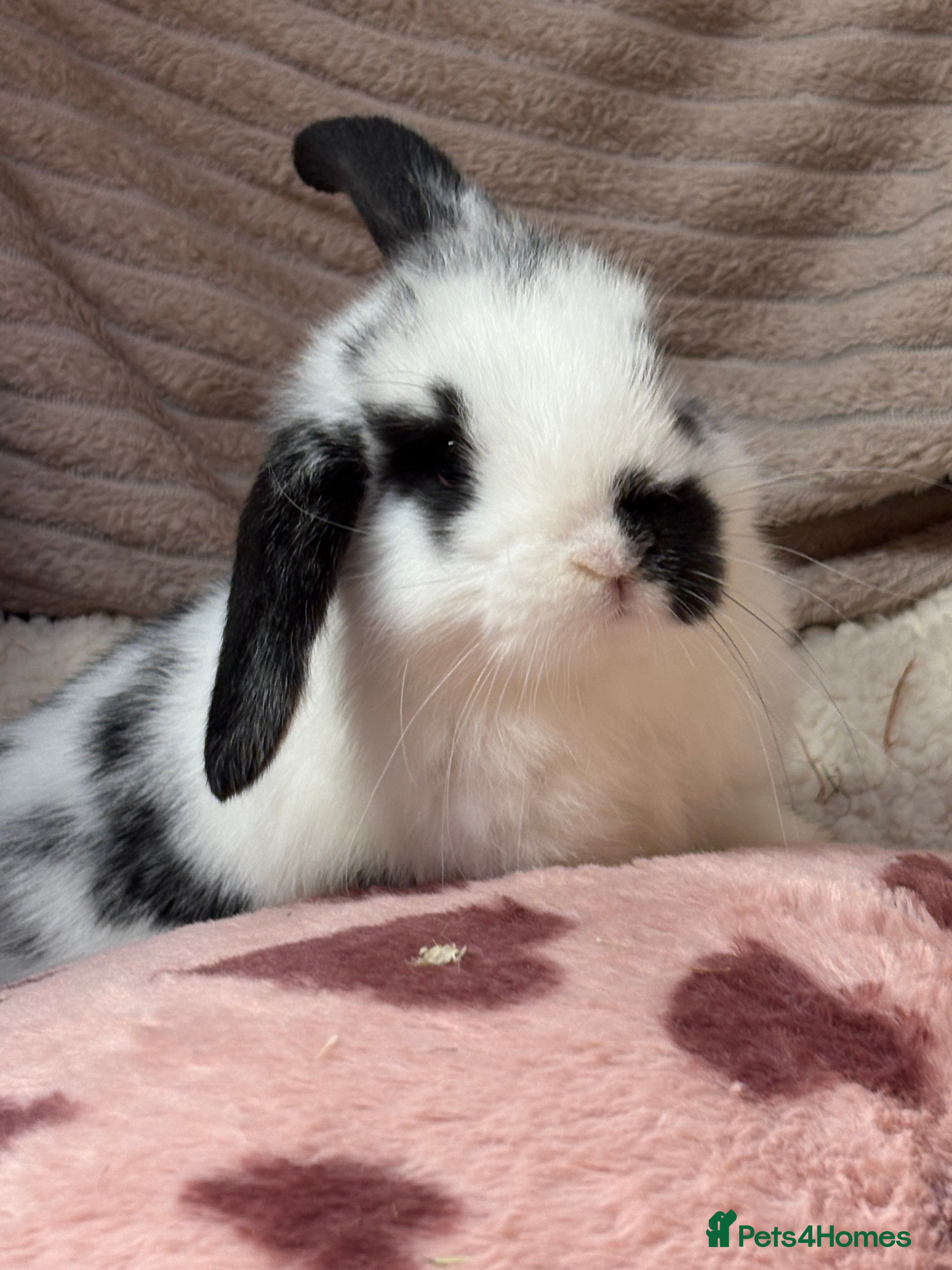 Mini Lop rabbits Stunning mini lops (vaccinated)  - Advert 6