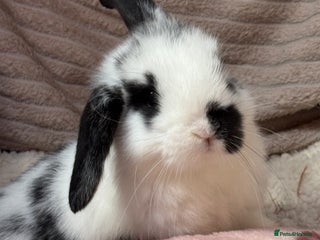 Mini Lop rabbits Stunning mini lops (vaccinated) - Advert 2