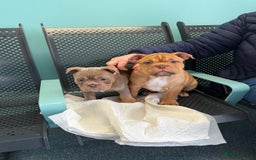 Mixed Breed dogs for sale: 3 girls 1 boy pup for sale - Image 7