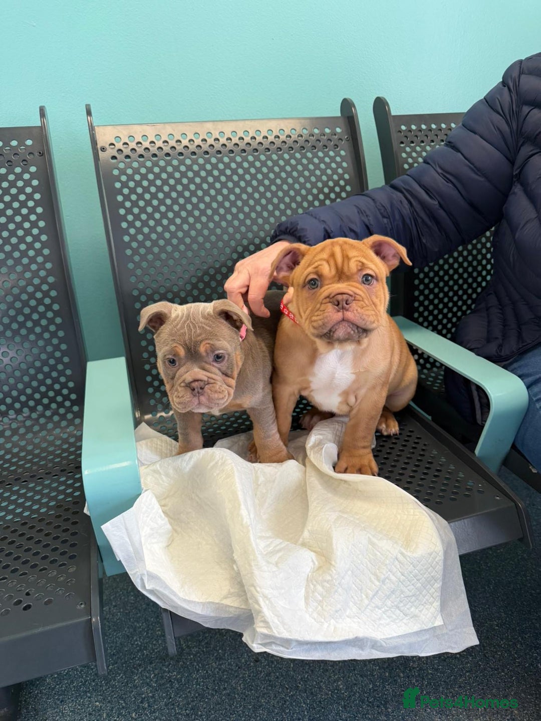 Mixed Breed dogs for sale: 3 girls 1 boy pup for sale - Image 7