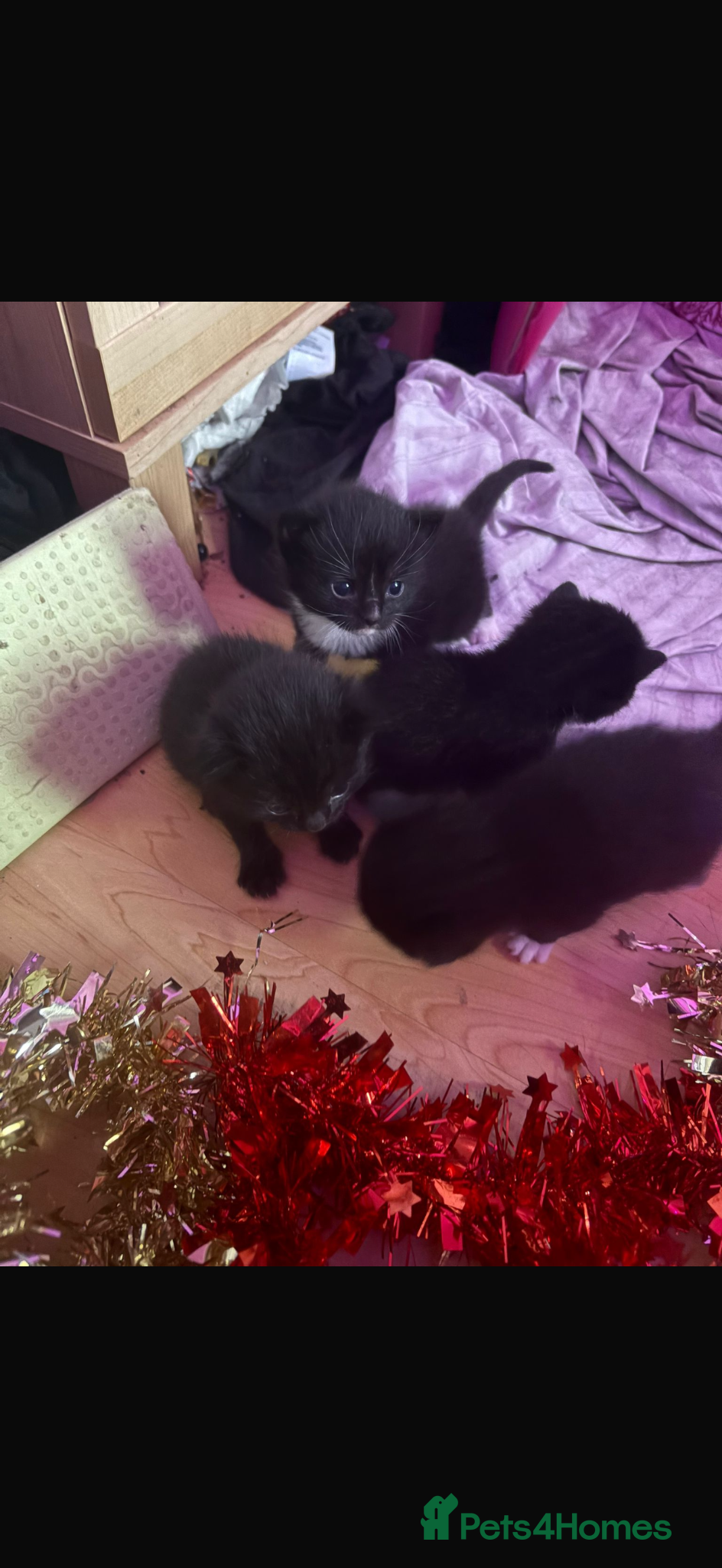 Mixed Breed cats for sale: 2 male kittens and 1 female  - Advert 1