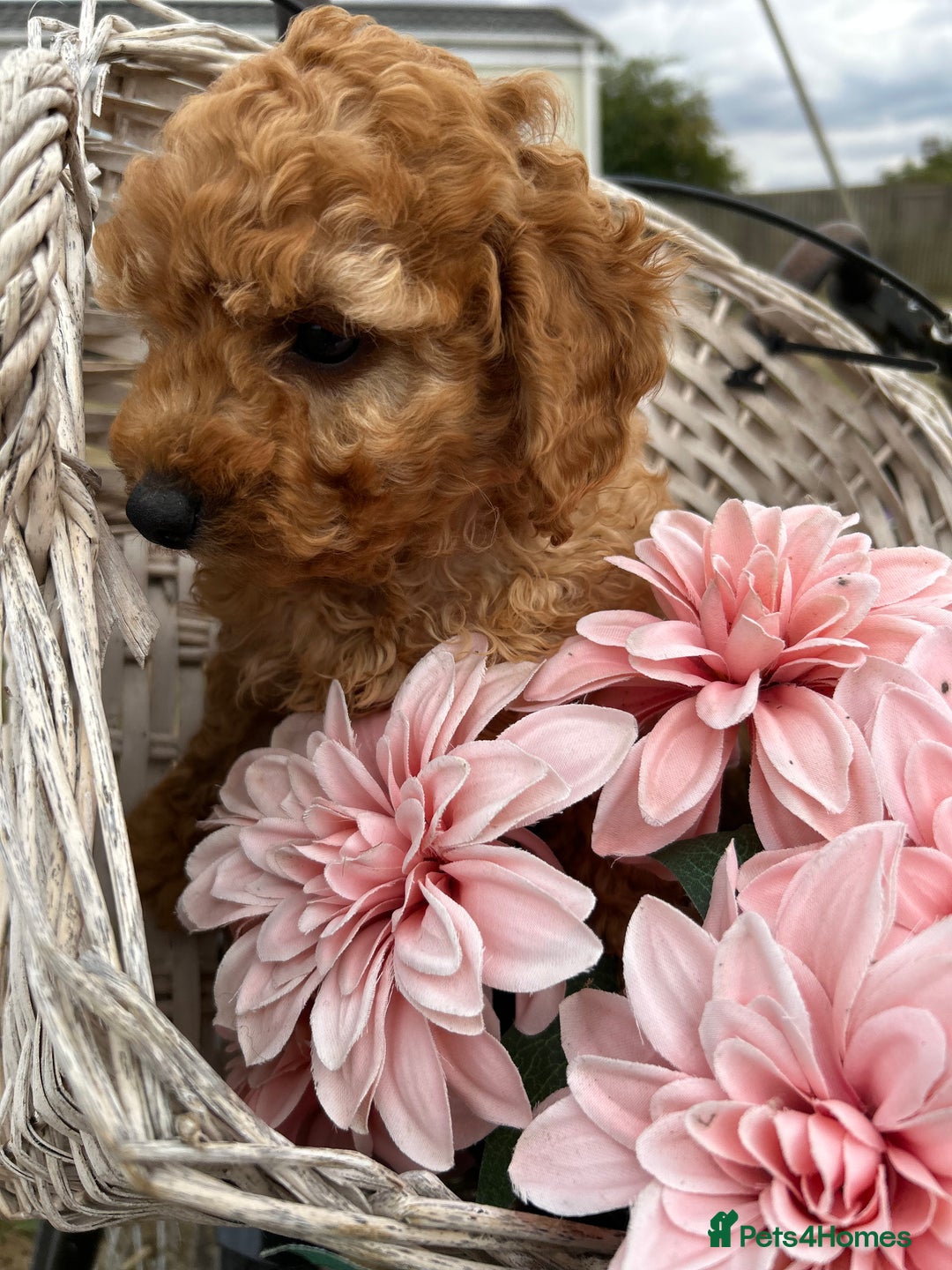 Cockapoo dogs for sale: YANKYDOODLES  ( COCKERPOOS) - Image 6