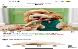 Cavapoo dogs for sale: Extensively Heslth Tested Cavapoo puppies  - Image 9