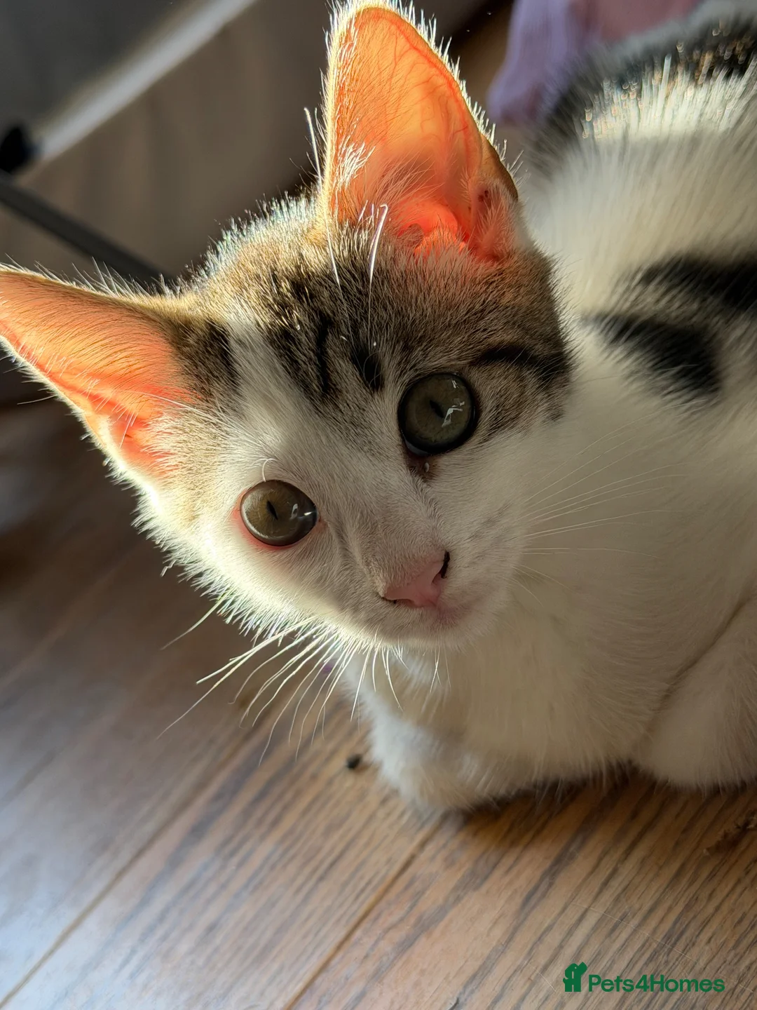 Mixed Breed cats for sale: 1 Male Bengal x Kitten Left Available  - Advert 2