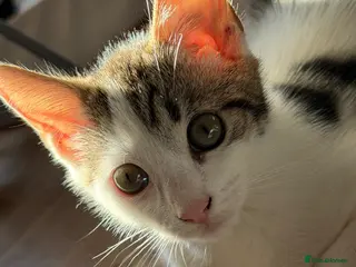 Mixed Breed cats 1 Male Bengal x Kitten Left Available - Advert 1