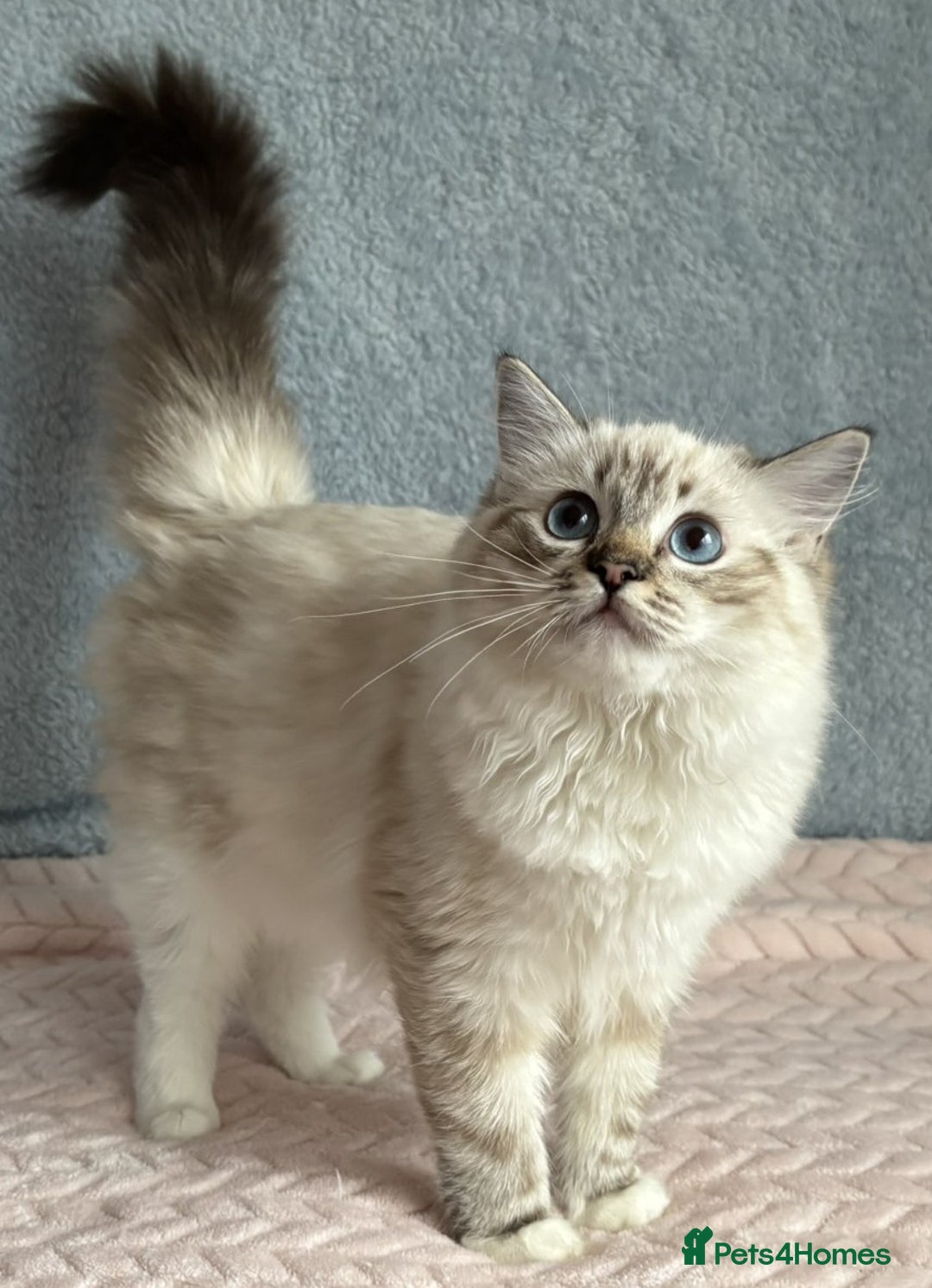 Ragdoll cats for sale: Three beautiful Ragdoll Ready to Leave 20/12/2025  - Advert 9