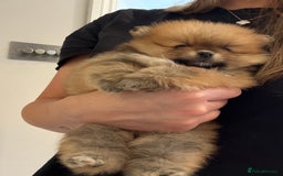 Pomeranian dogs for sale: Micro size  poms - Image 5