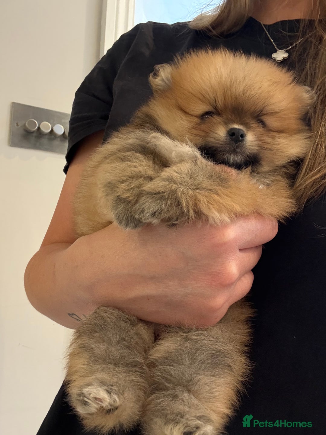 Pomeranian dogs for sale: Micro size  poms - Image 5
