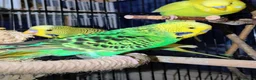 Budgerigars birds for sale: Young budgies for sale in Falkirk - Advert 4