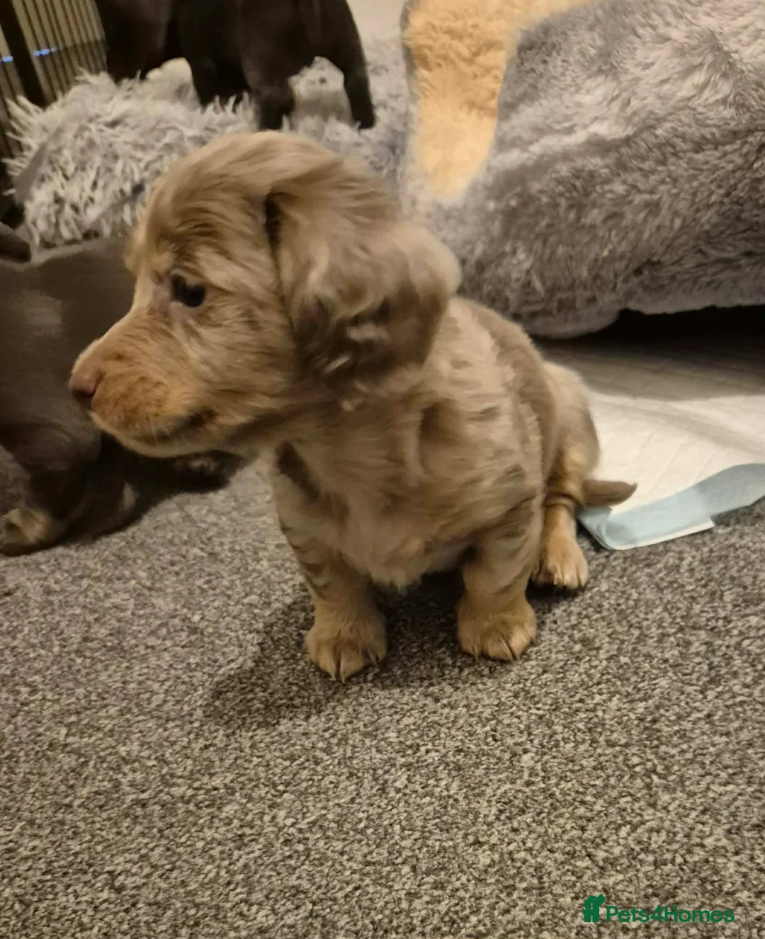 Miniature Dachshund dogs for sale: KC Dachshund puppies  - Advert 5