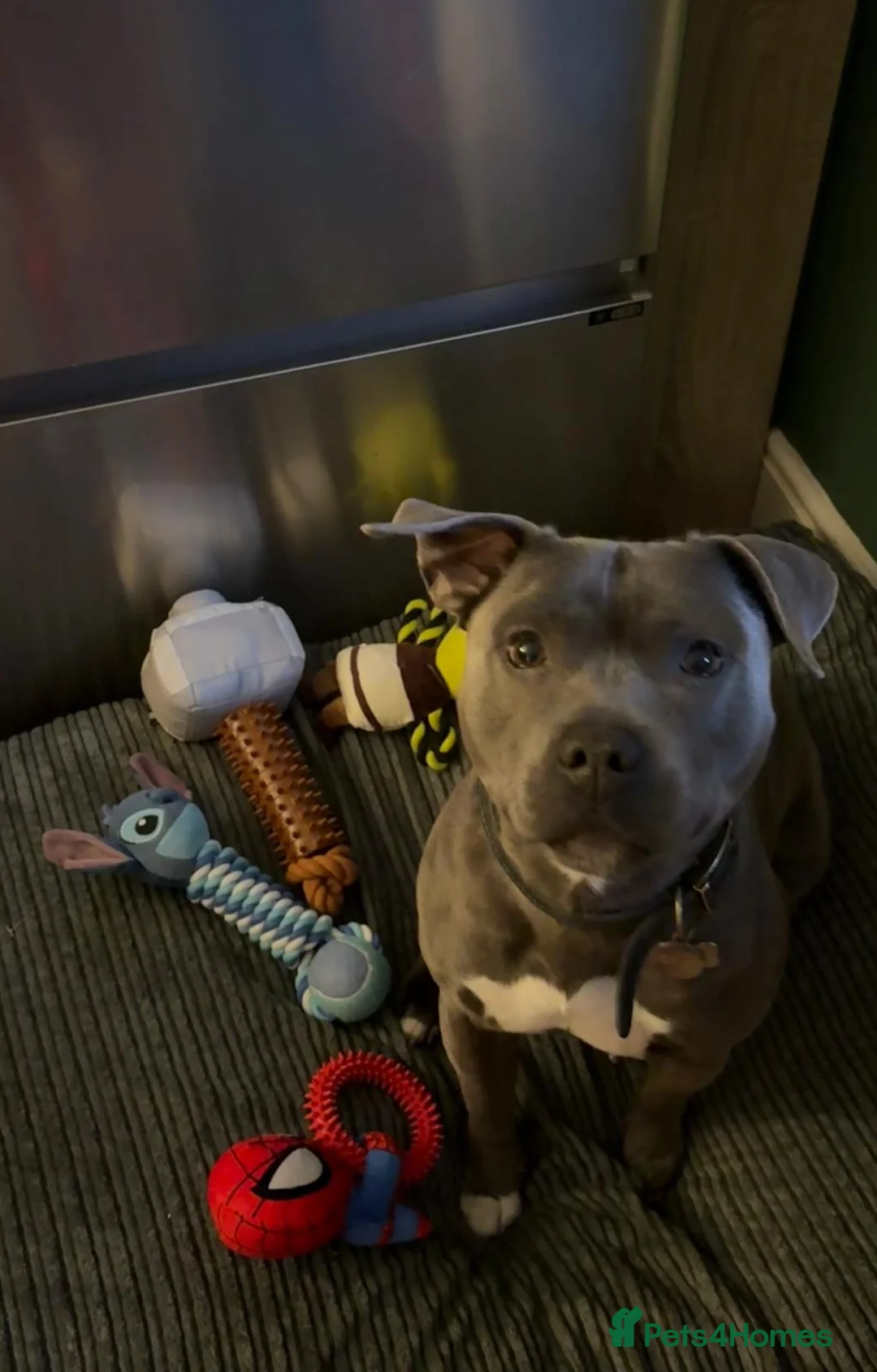 Staffordshire Bull Terrier dogs for sale: Ziggy, Staffordshire bull terrier - Advert 1