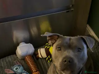 Staffordshire Bull Terrier dogs Ziggy, Staffordshire bull terrier - Advert 2