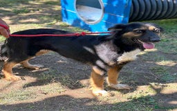 Mixed Breed dogs for adoption: 🐾 Olivia – Sheltie/Australian Shepherd mix 🐾 - Image 5