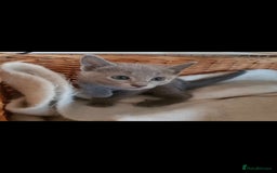 Russian Blue cats for sale: GCCF registered Russian blue kittens  - Image 4