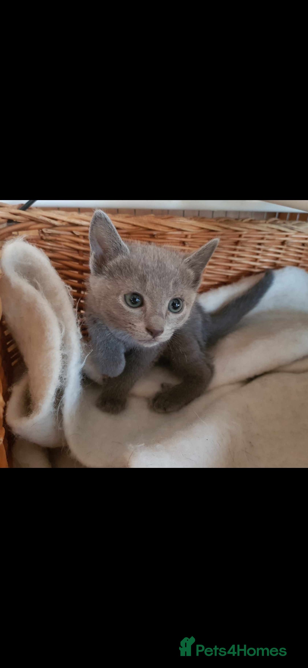 Russian Blue cats for sale: GCCF registered Russian blue kittens  - Image 4