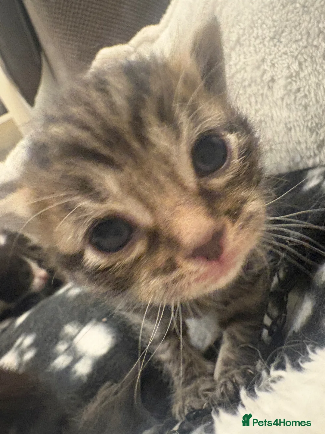 Mixed Breed cats for sale: Kittens for sale  - Advert 2