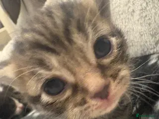 Mixed Breed cats Kittens for sale - Advert 14