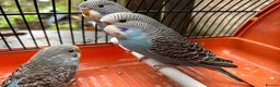 Budgerigars birds for sale: Budgies for sale, all in good health - Advert 14