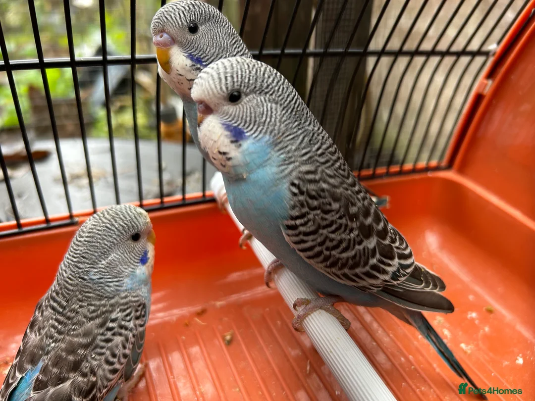 Budgerigars birds for sale: Budgies for sale, all in good health - Advert 21