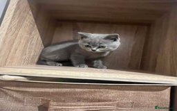 British Shorthair cats for sale: READY NOW!!Pedigree British Short Hair Kittens - Image 23