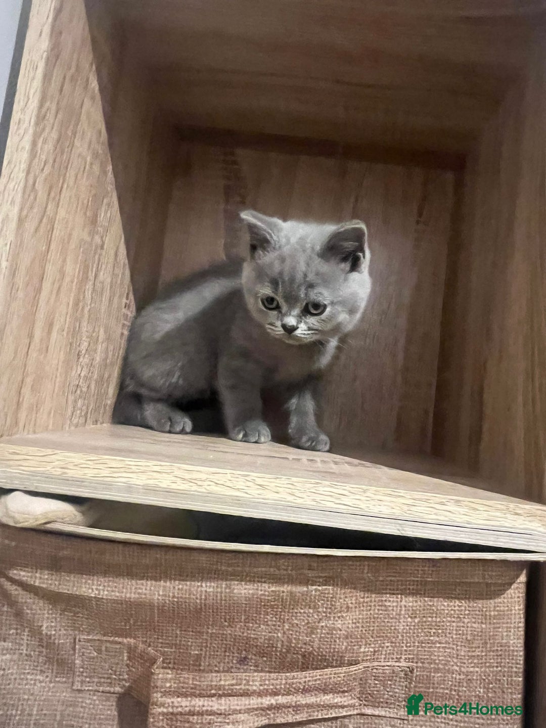 British Shorthair cats for sale: READY NOW!!Pedigree British Short Hair Kittens - Image 23