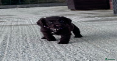 Cocker Spaniel dogs  cocker spaniel puppies -ready to leave next week  - Advert 8