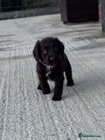 Cocker Spaniel dogs cocker spaniel puppies -ready to leave next week - Advert 3