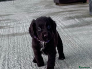 Cocker Spaniel dogs 1 beautiful cocker spaniel puppy left - Advert 3
